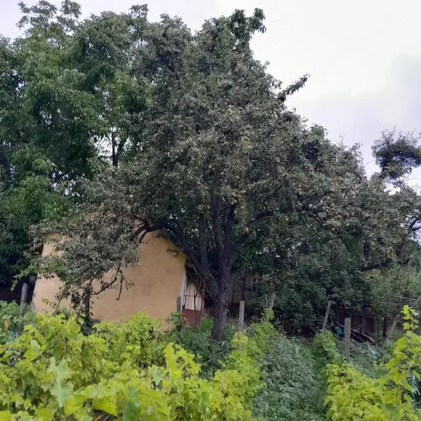 Casă bătrânească de vânzare + 6700 mp, Cozia, jud. Iași — 10/10